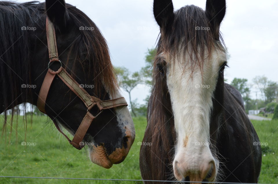 Clydesdales pretending to be models