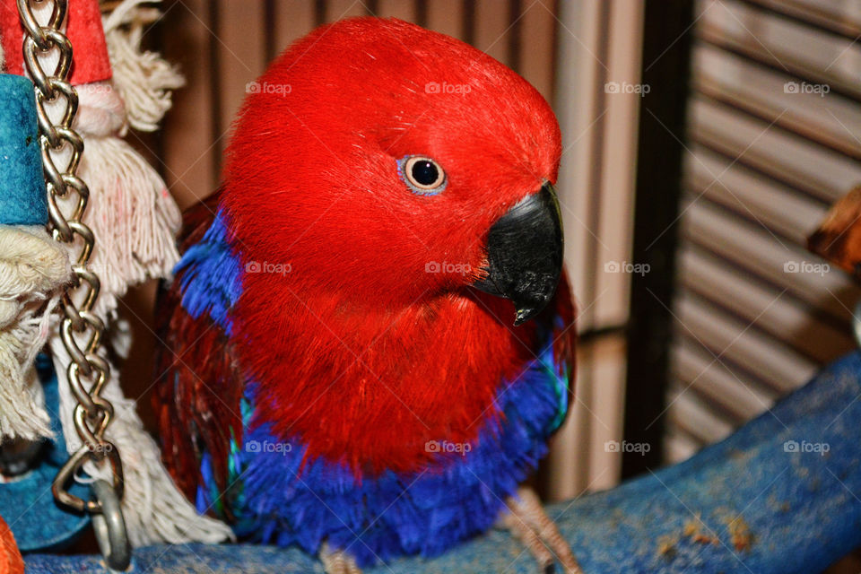 Parrot - eclectus 