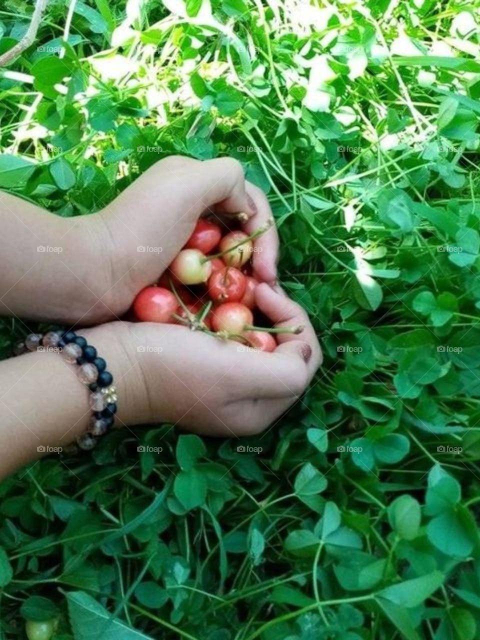 Picking my first cherries in spring