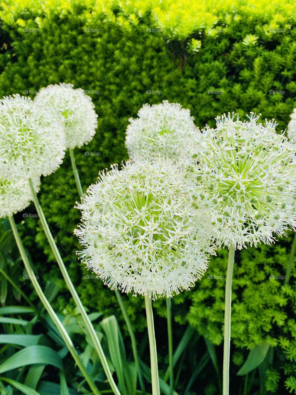 Ornamental Onions behind the hedges 