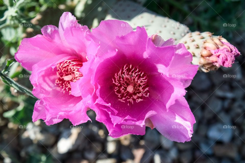 Prickly Pear cactus blooming flowers 
