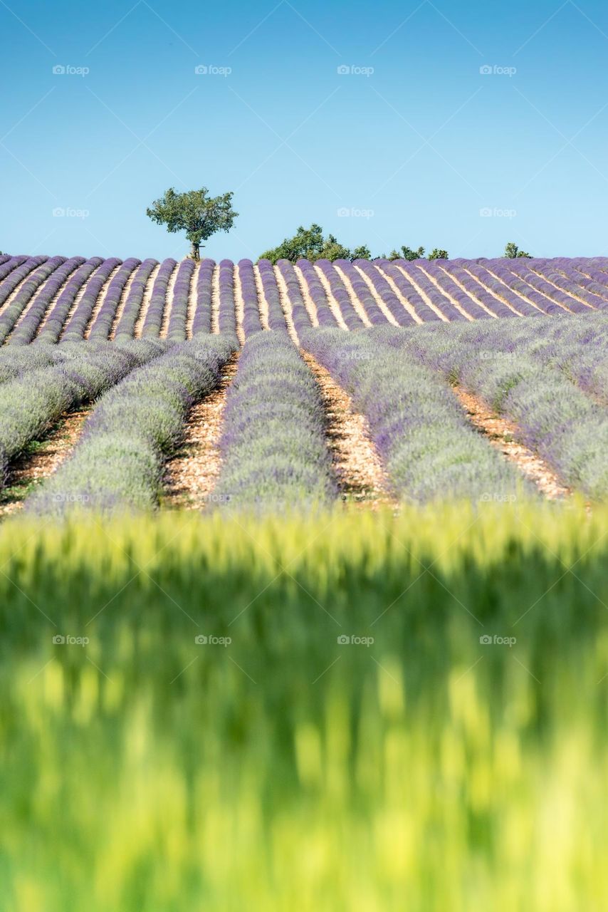 Lavender of Provence in France