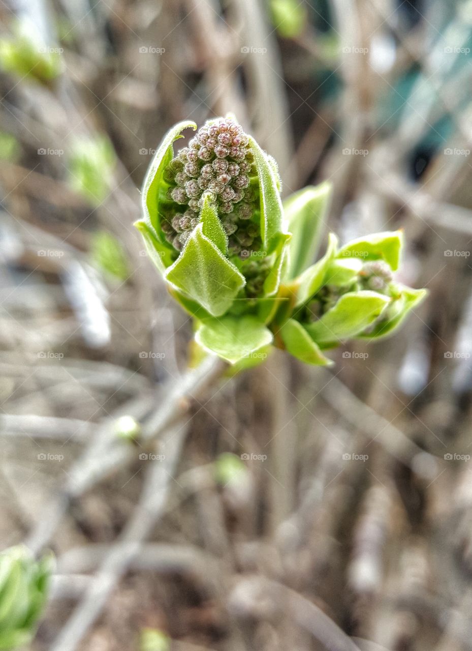 Busting Buds