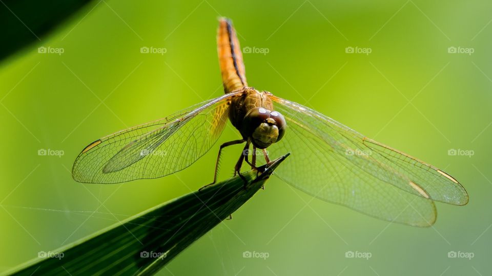 Dragonfly