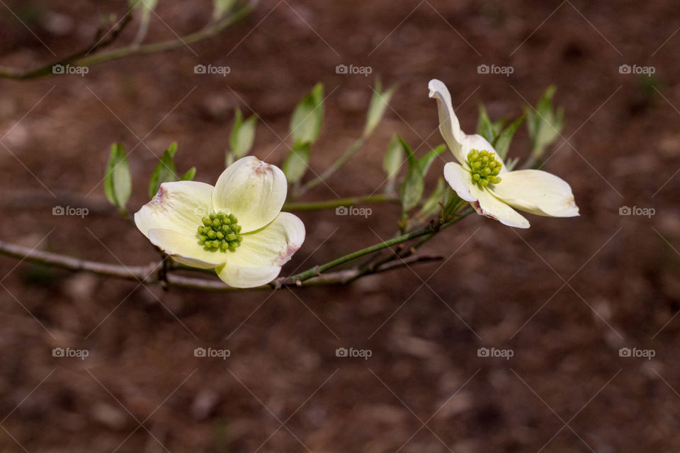 Flower, No Person, Nature, Leaf, Outdoors