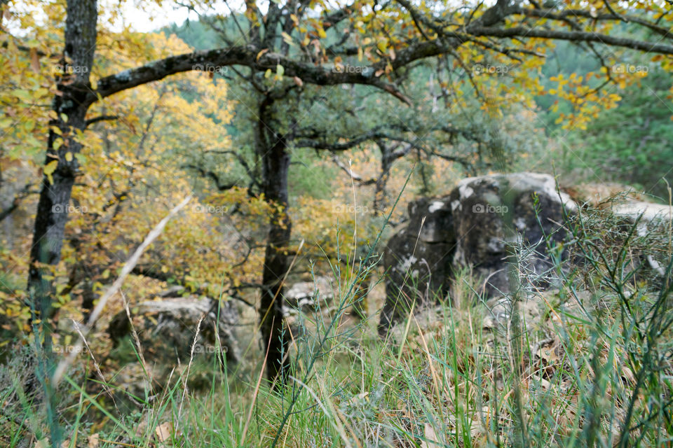 Autumnal Forest