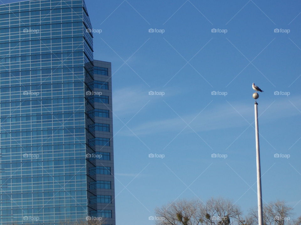Bird on a pole. In Old Sacramento