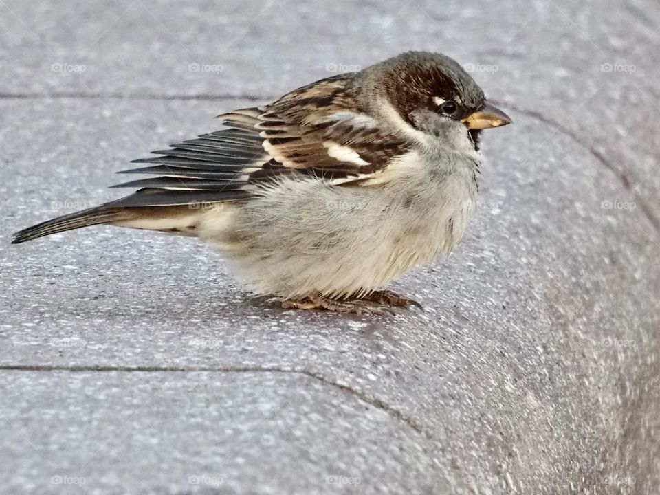 Sparrow the gardener