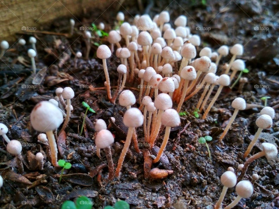 Fungus gathering