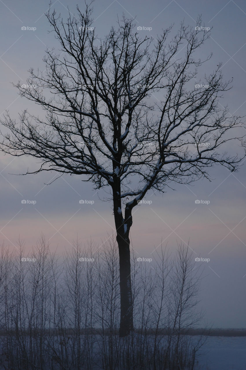 No Person, Tree, Landscape, Fog, Winter