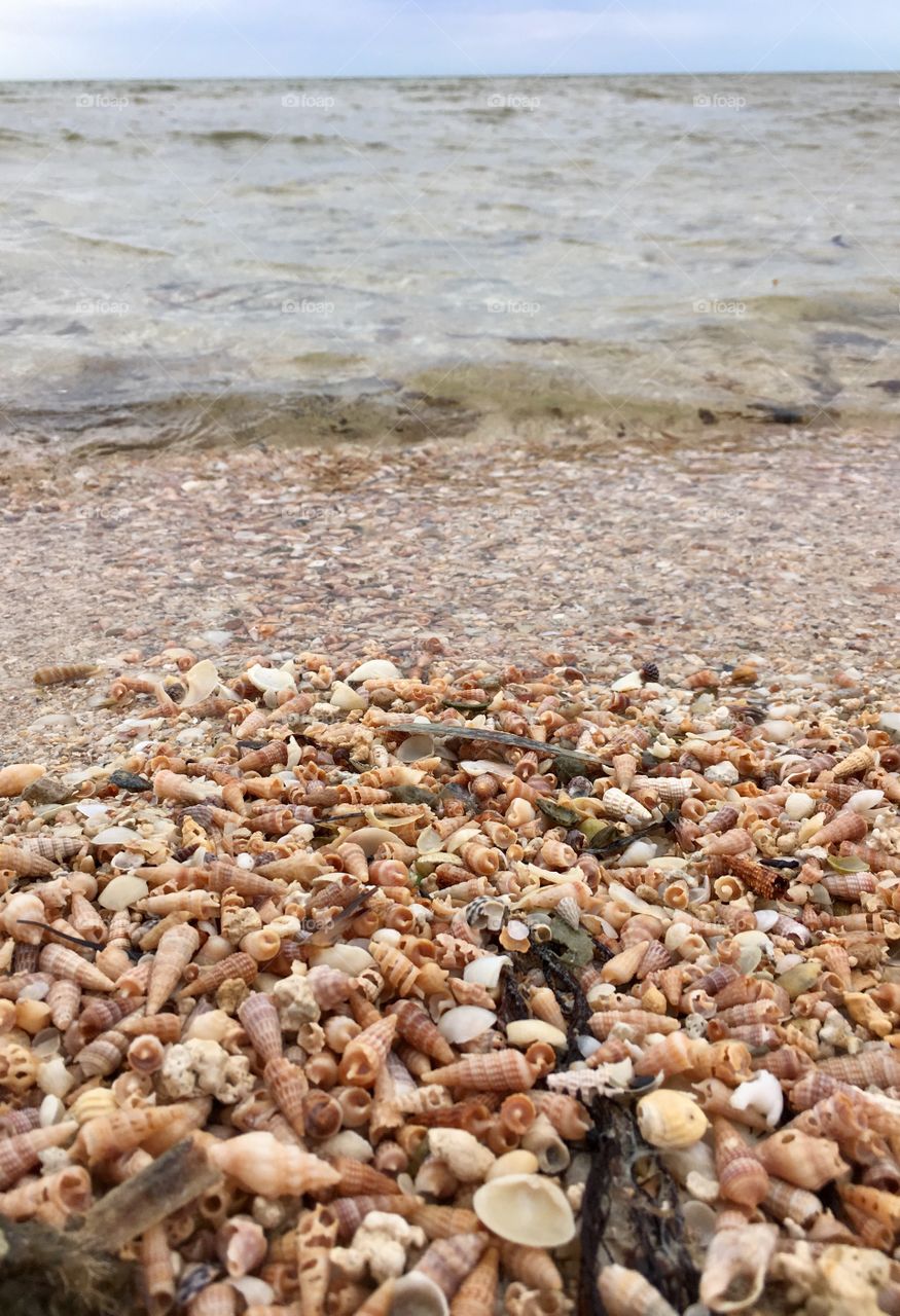 Tiny seashells at the seaside on the beach, large variety 