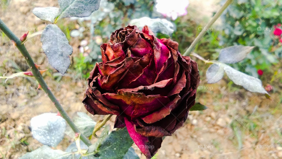 Beautiful dried red rose