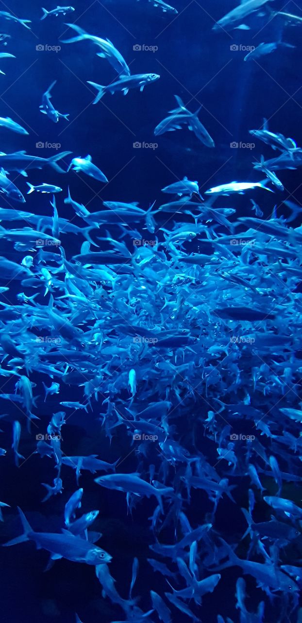 School of milkfish in an aquarium in Hong Kong Ocean Park