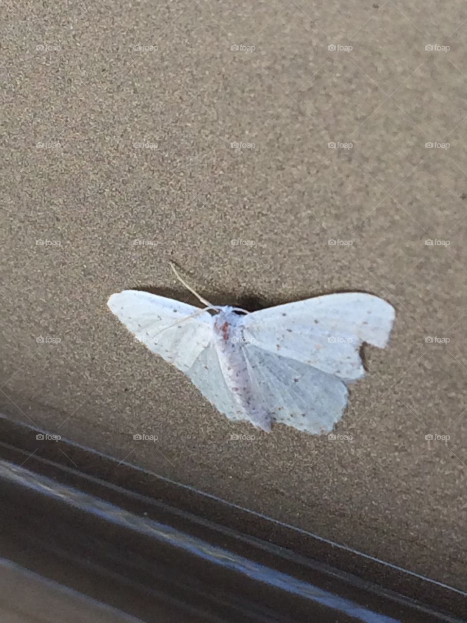 Moth on the tailgate