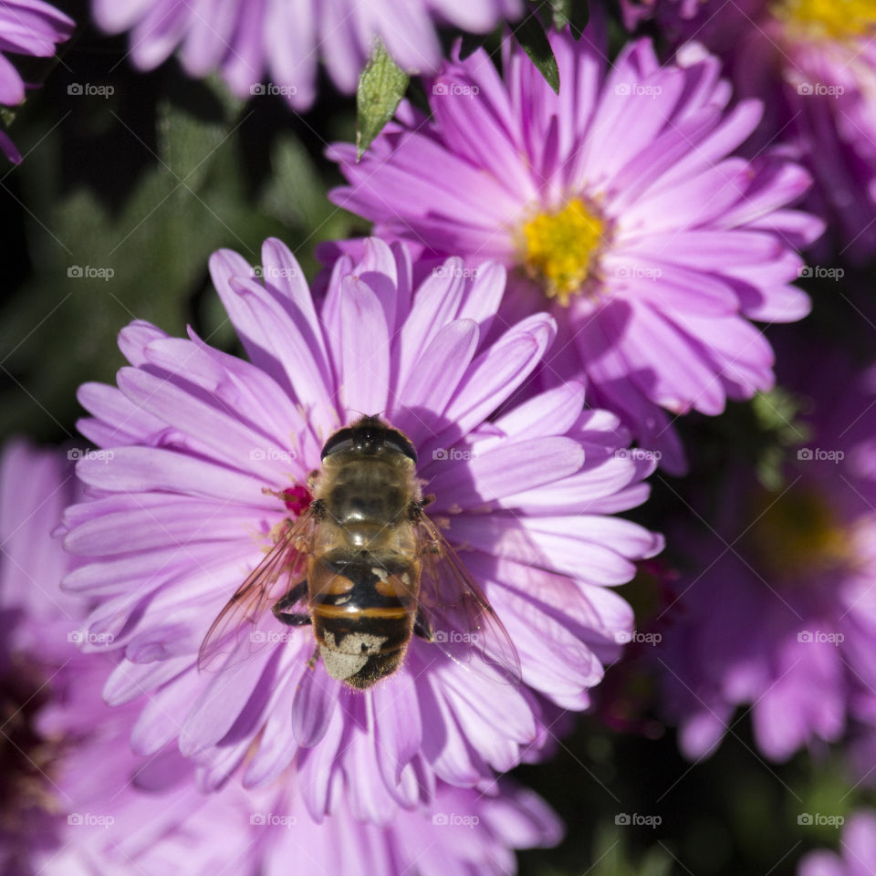 Bee on Autumn Aster