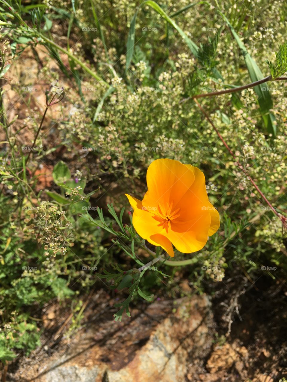 California Poppy