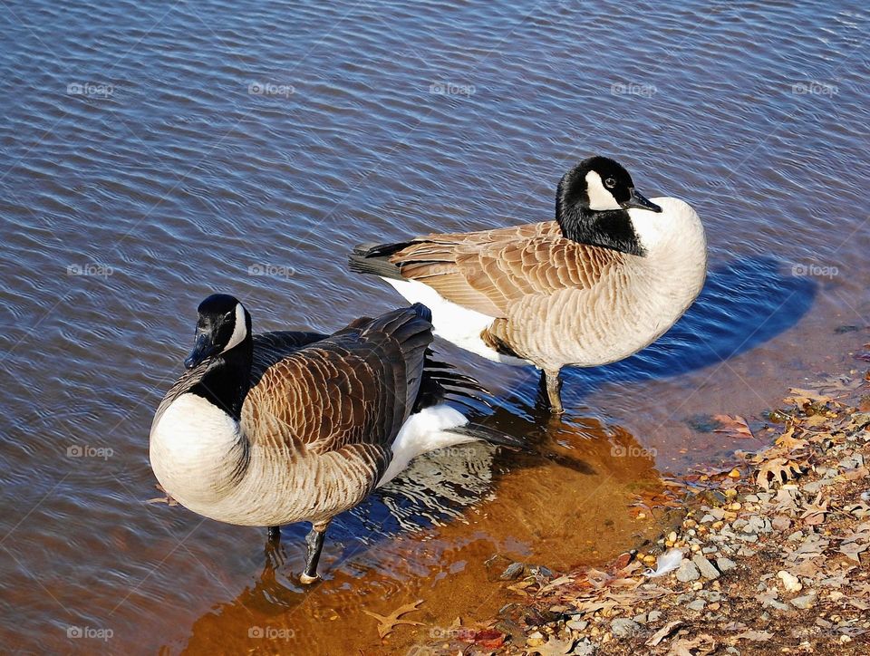 Geese