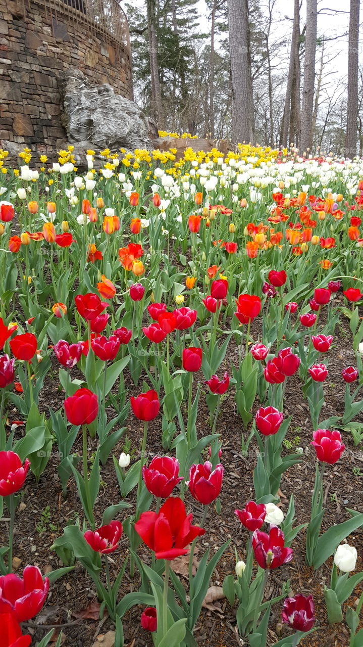 Flower, Tulip, Nature, Garden, Leaf