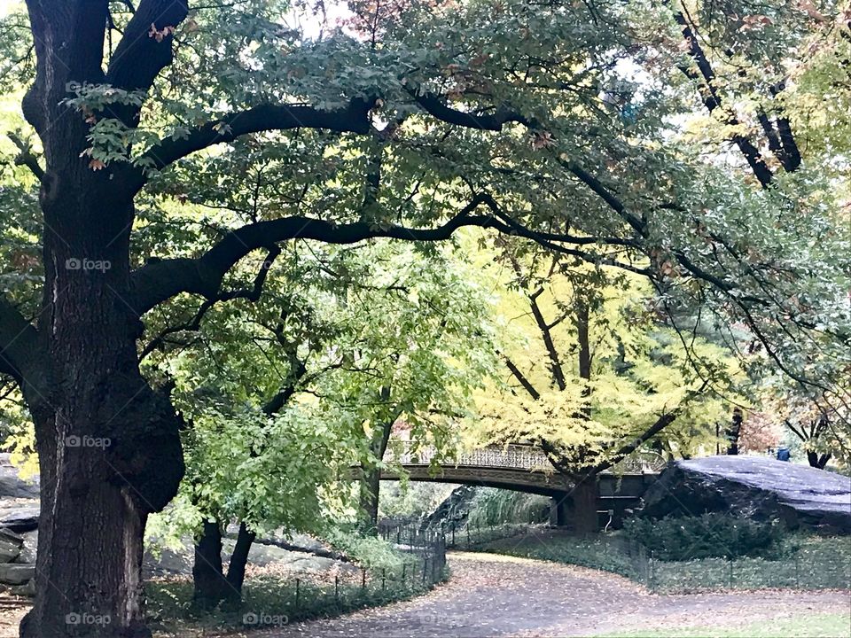 Fall in Central Park 