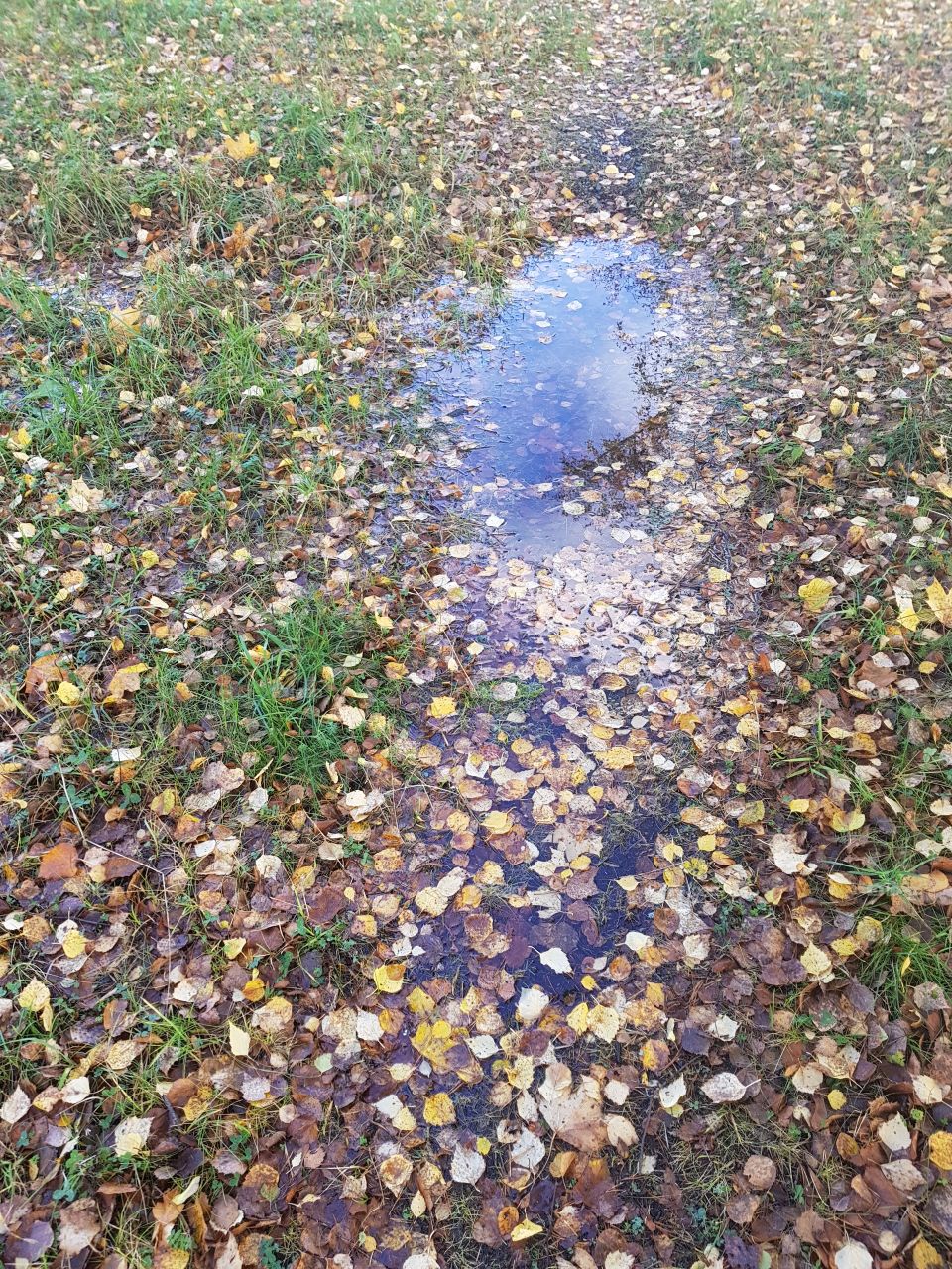 puddle