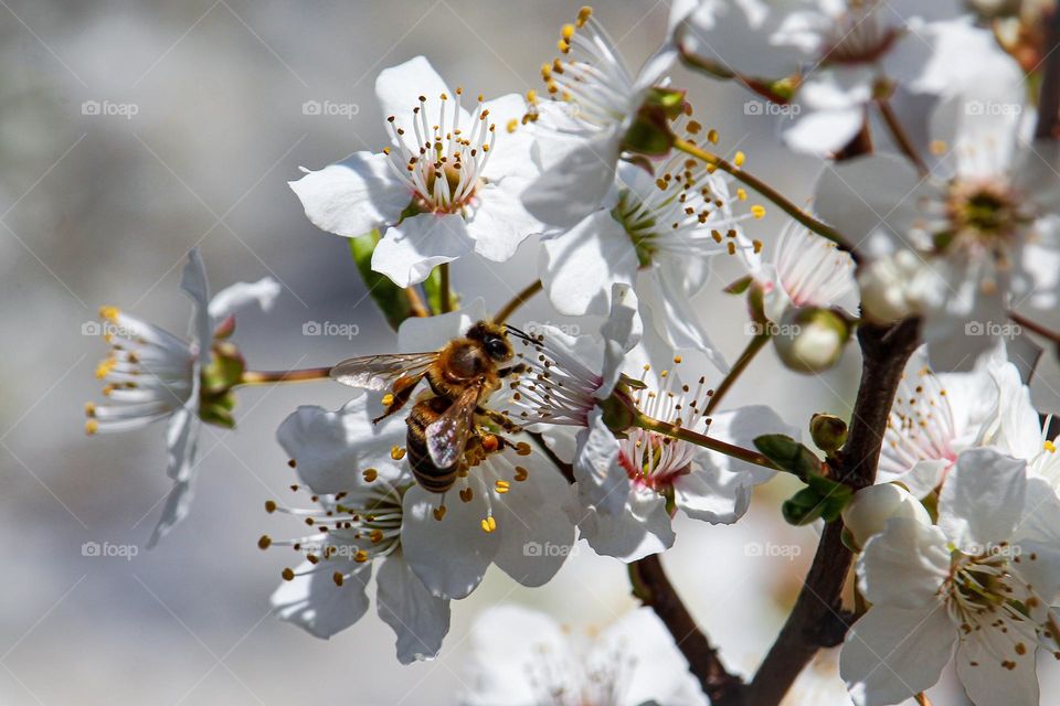 Spring white blooming flowers and a bee