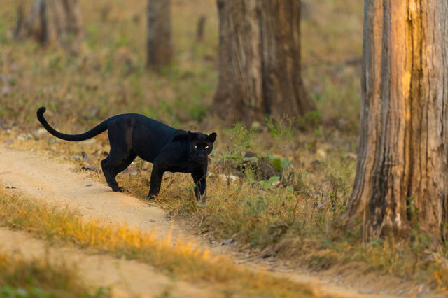 The BLACK PANTHER! 🖤