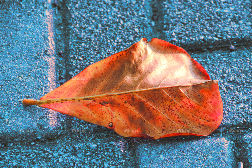 Dry leaf, orange and blue