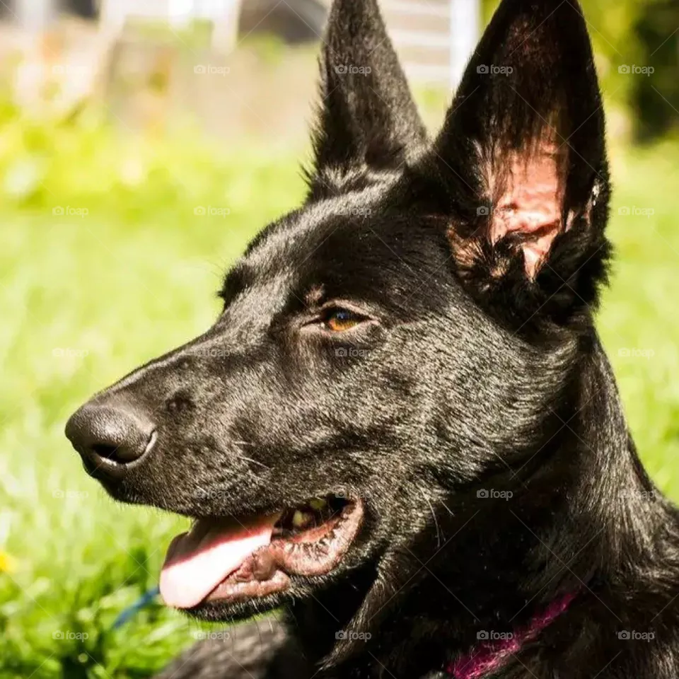 black dog