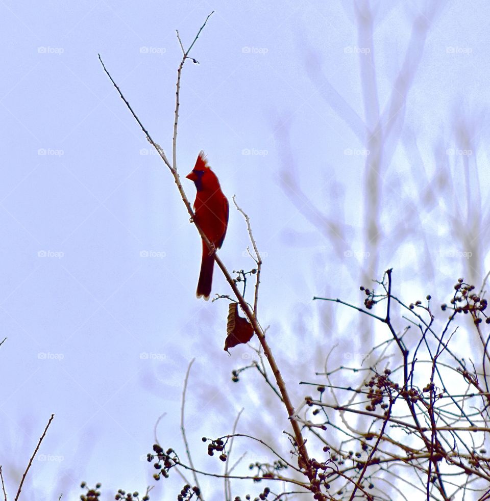 Cardinal Visitor