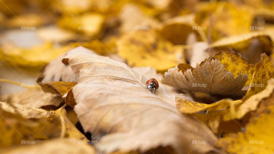 A ladybug on fallen leaves, golden autumn 