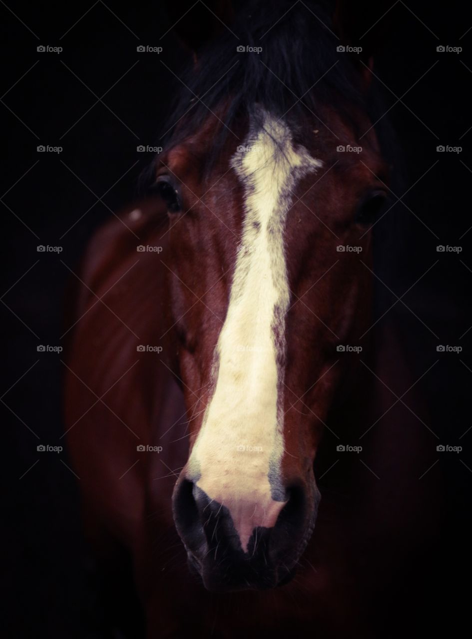 Horse portrait 