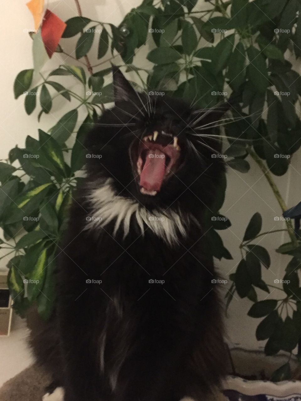 Is this cat singing or laughing? He is just bored and yawning. Or maybe he is tired, and it’s his bedtime? 