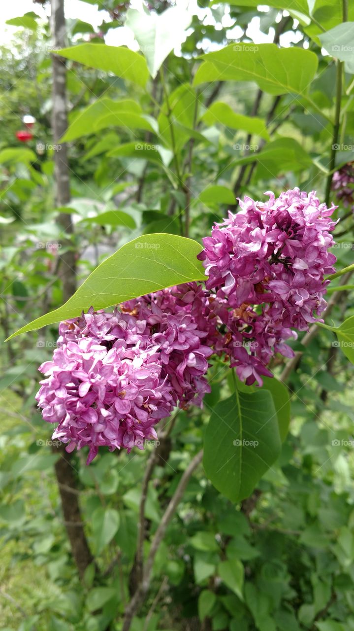 Close up of lilacs