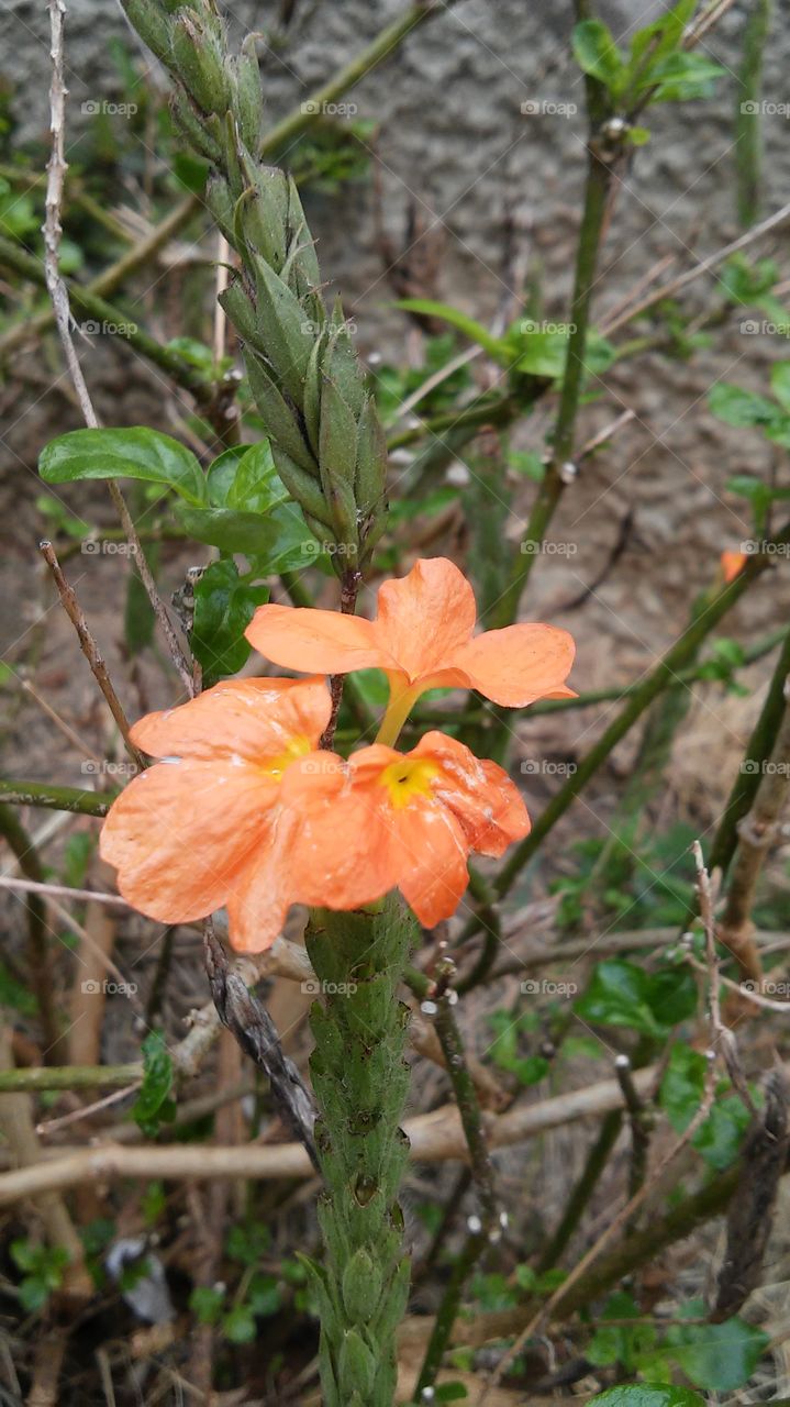 clouse-ups gardening