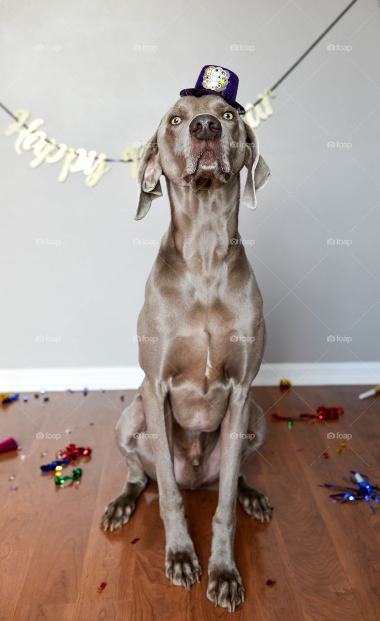 Weimaraner dog celebrating the New Year
