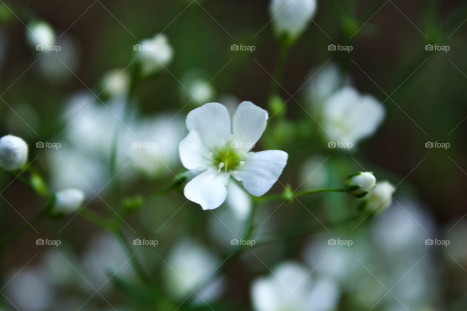 Isolated view of a Baby’s Breath blossom and buds against a blurred background 