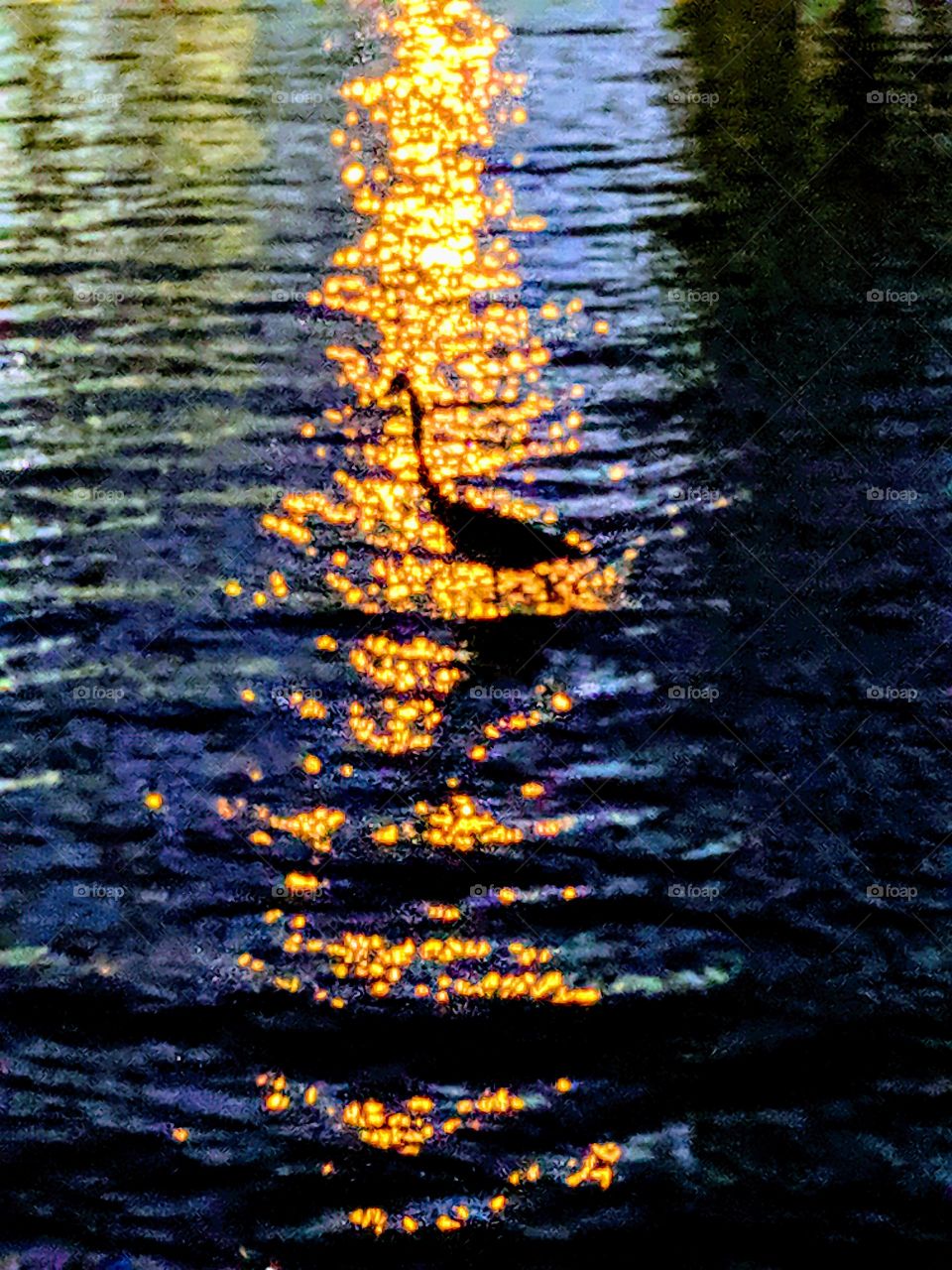 Bird in the Water