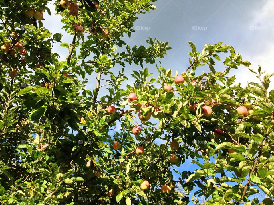 Apple tree