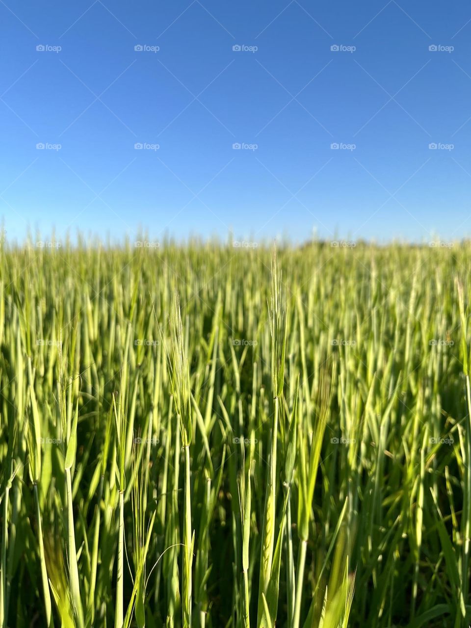 Wheat field in summer 