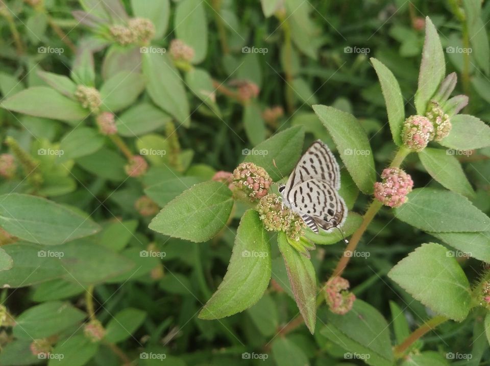 small flower seasonal fresh shurb small size shurb looks very beautiful generally found everywhere