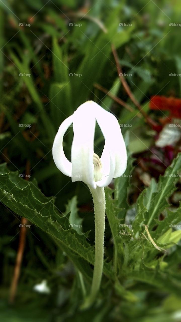 Laurentia longiflora - white petal flower, Ecology; grows in moist, shady, lowland areas with moderate rainfall ; Captured on February 26th, 2023 - Kesu, north Toraja regency, Indonesia.