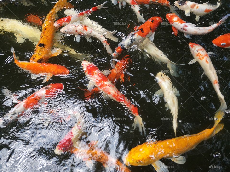 Fancy​ carp​ koi fish​