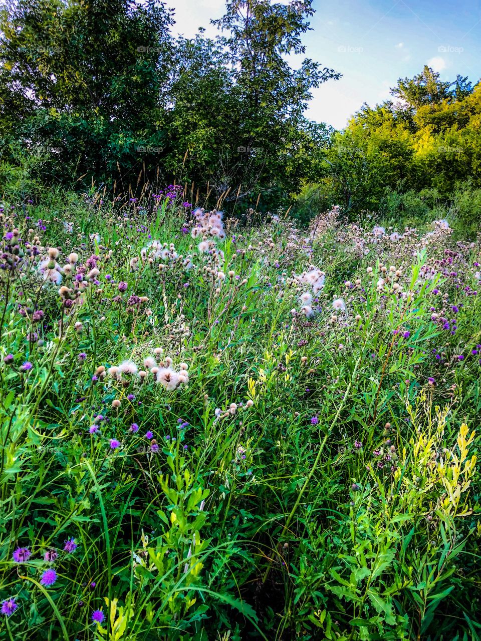 Wildflower field