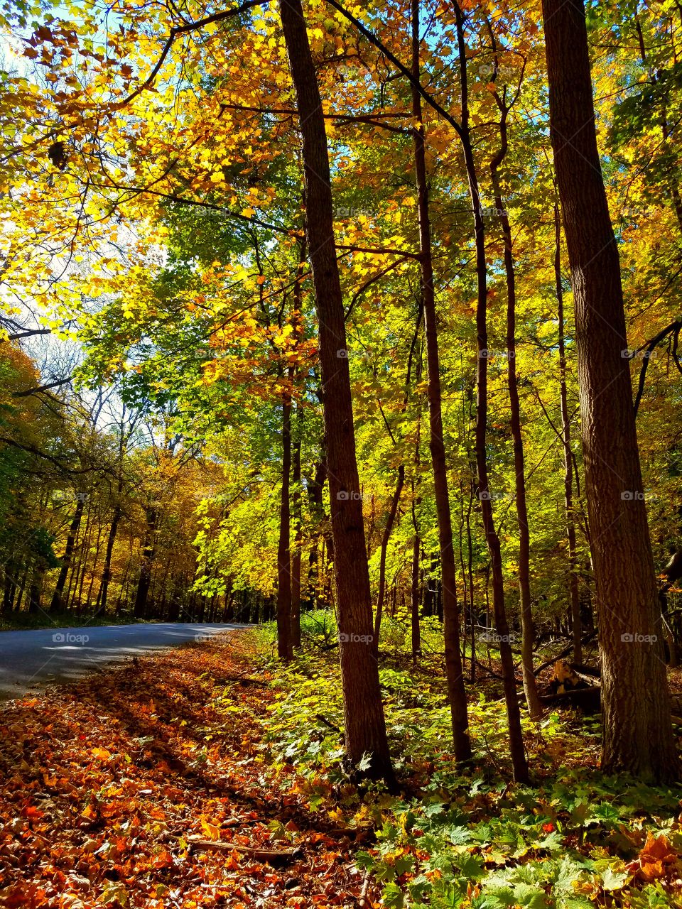 Autumn foliage 🍁🍁🍁