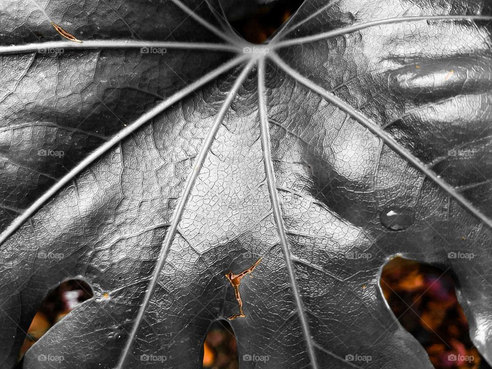 silver art leaf with single rain drop close-up
