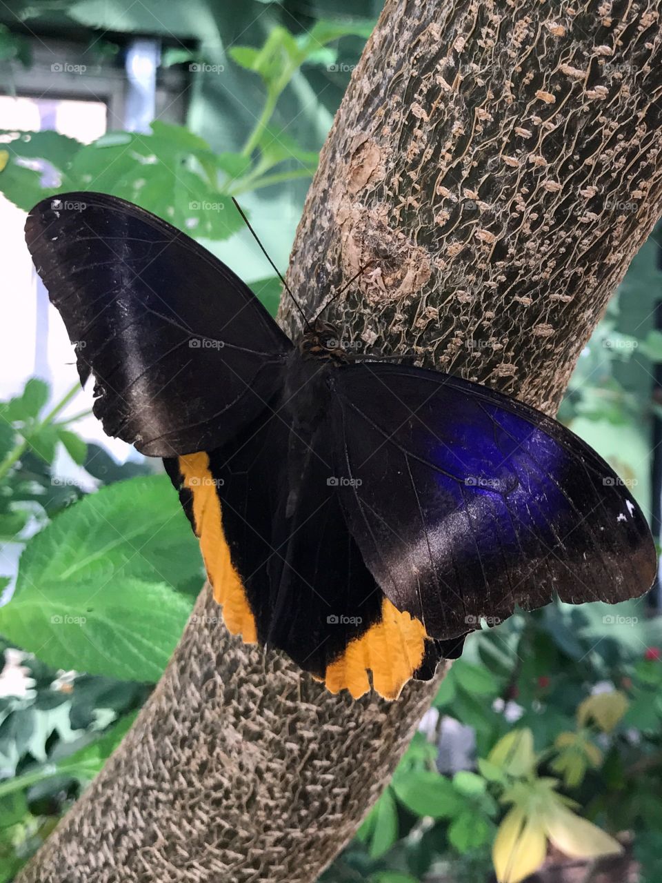 Colorful butterfly