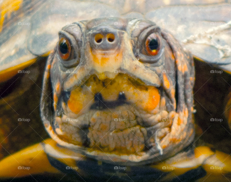 Eastern Box Turtle in Maryland