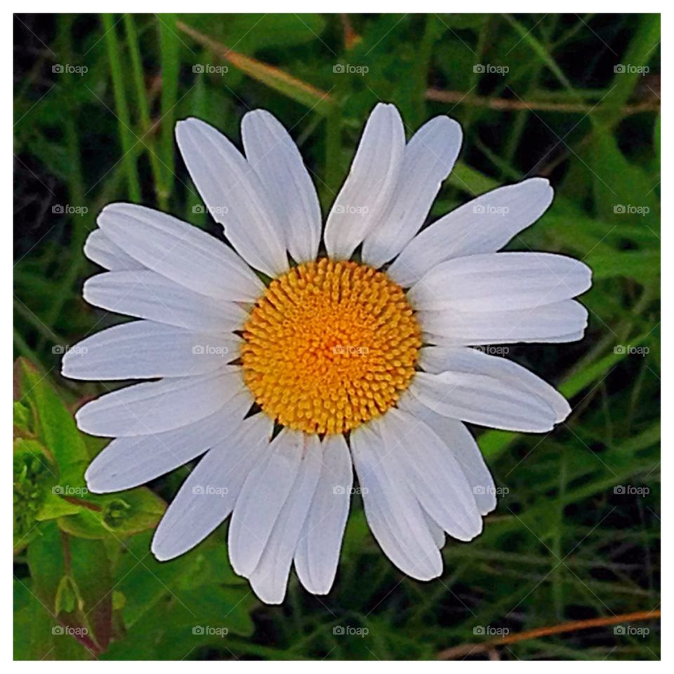 Simplicity. The beauty and simplicity of a daisy