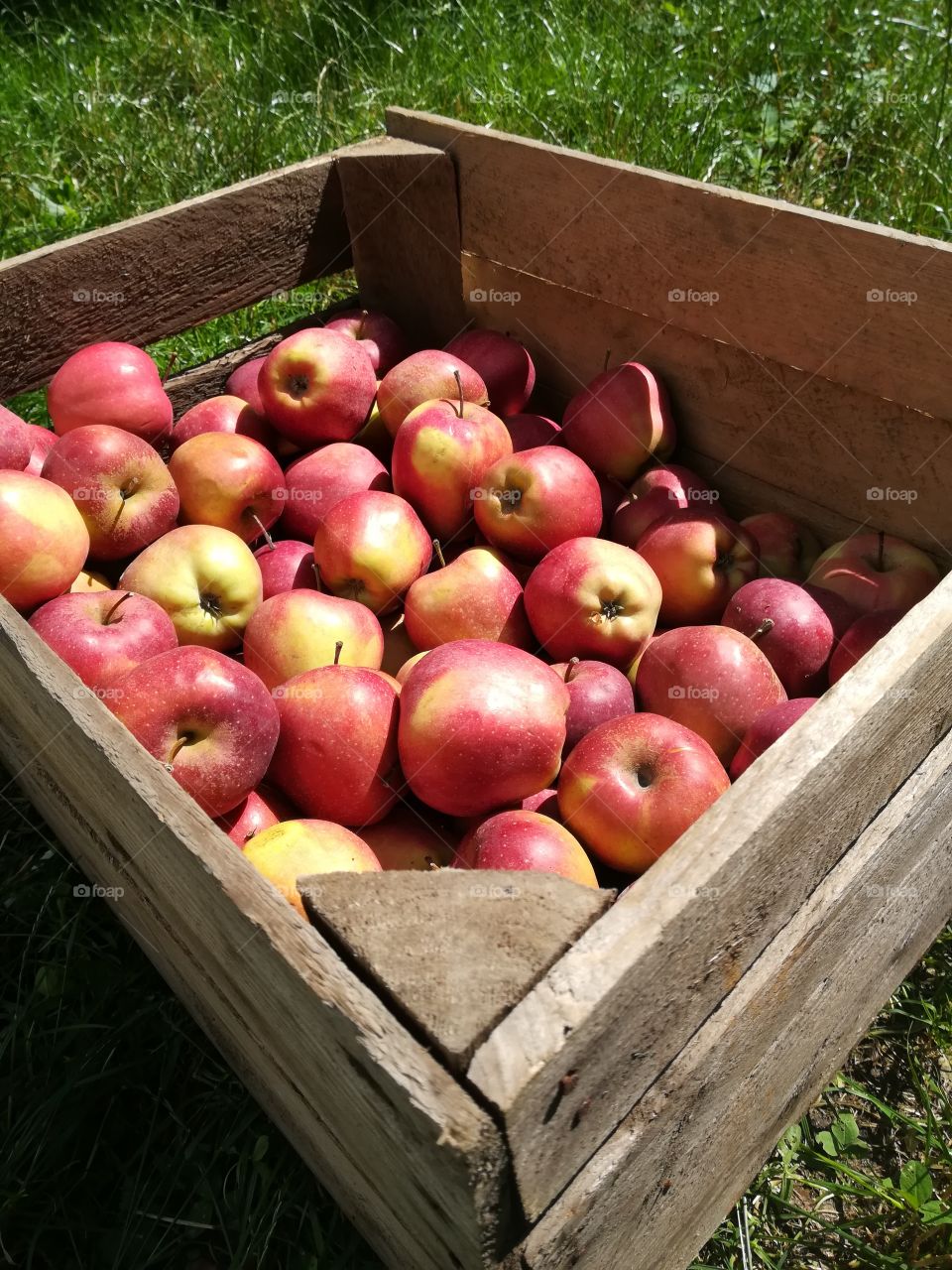 A container filled with red apples