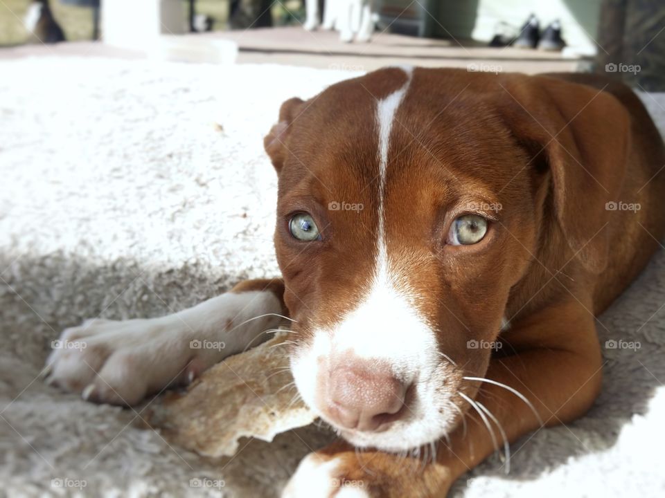 A Catahoula pit bull cross puppy dog